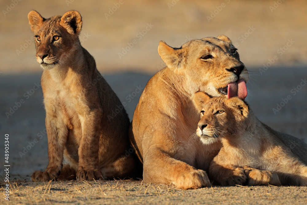 Obraz premium Lwica z młodymi, pustynia Kalahari