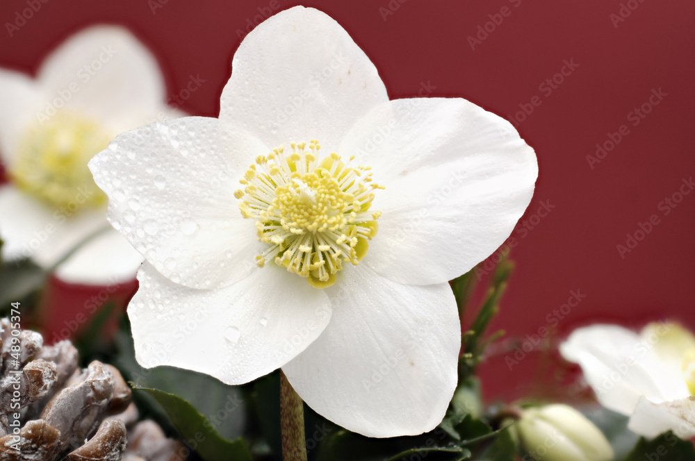 Obraz premium Christrose