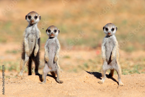 Foto Cute meerkat babies, Kalahari desert