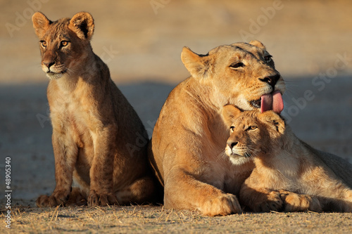 Tableau sur Toile Lioness with cubs, Kalahari desert