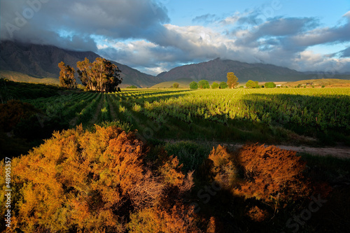 Vineyard landscape, Western Cape