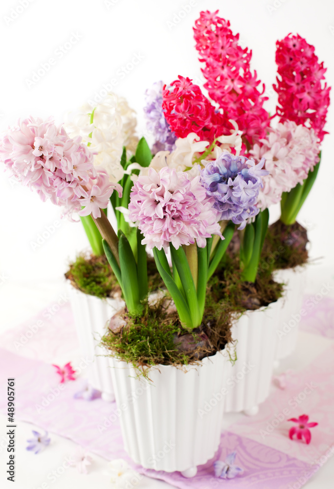 hyacinths in flowerpots