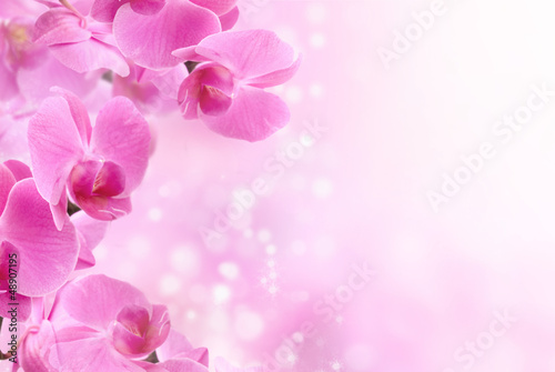 beautiful pink orchid Fototapet