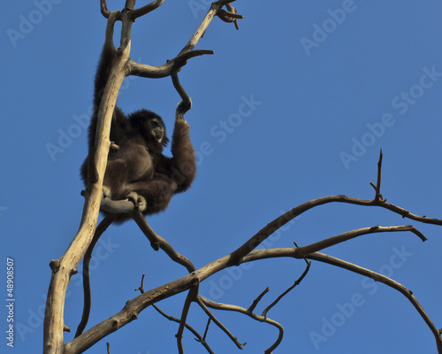 White-handed Gibbon