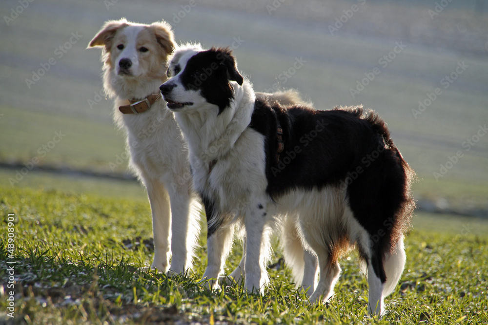 Border Collies Border Collies
