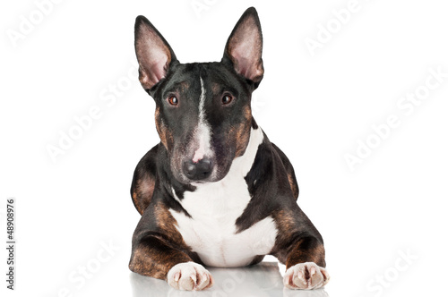 english bull terrier dog lying down isolated