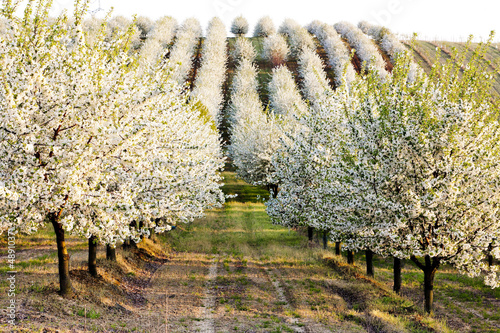 Photo blooming orchard in spring, Czech Republic