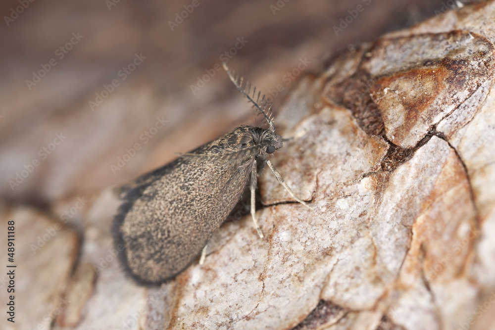 Naklejka premium Bagworm moth, Psychidae on wood, macro photo