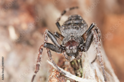 Orb-weaver spider, Araneidae on wood, macro photo