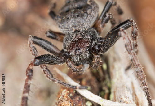Orb-weaver spider, Araneidae on wood, macro photo