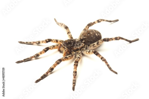 wolf spider isolated on white