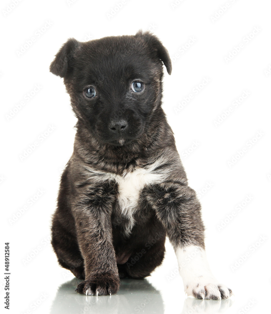 Cute puppy isolated on white