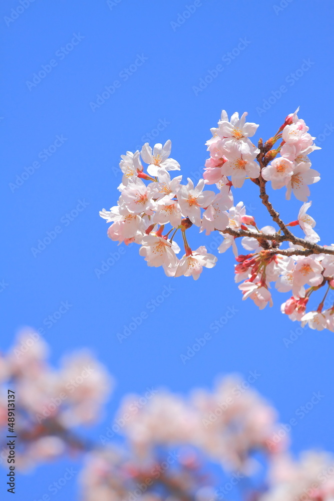 桜 桜
