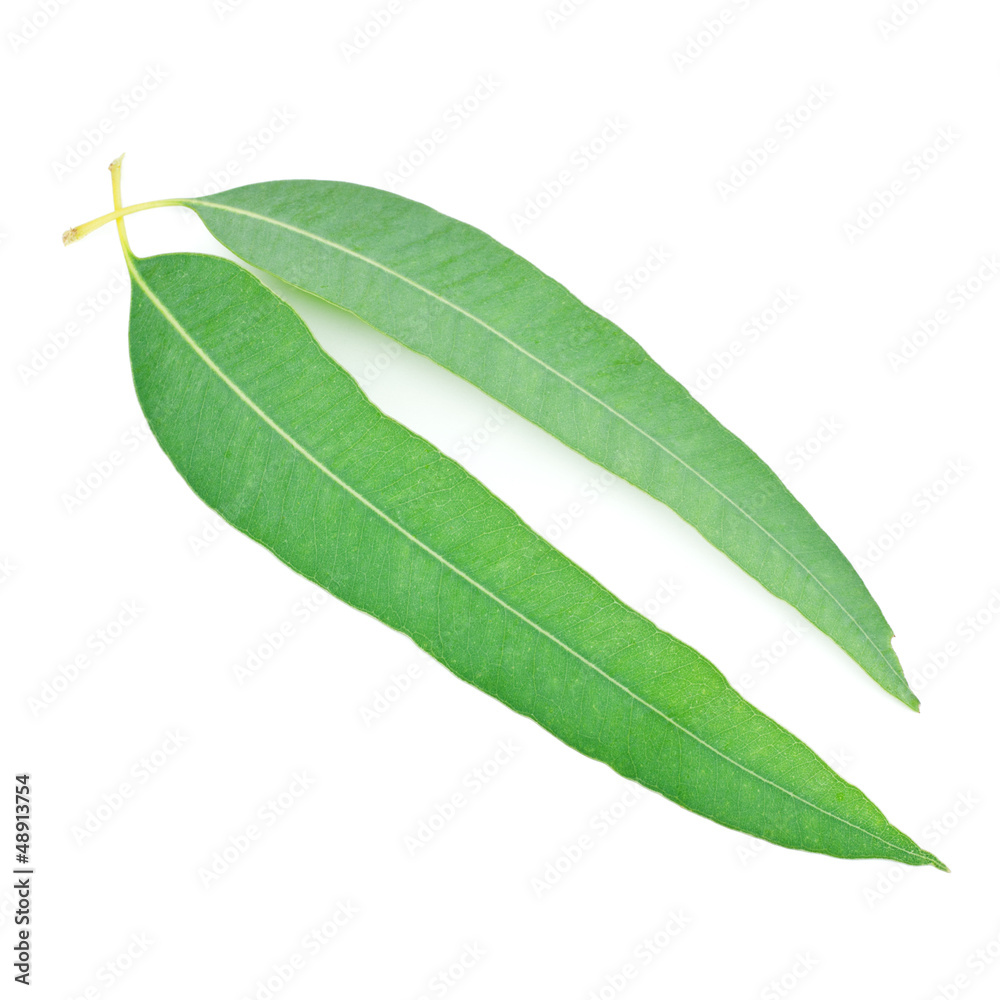 Obraz premium Life of eucalyptus