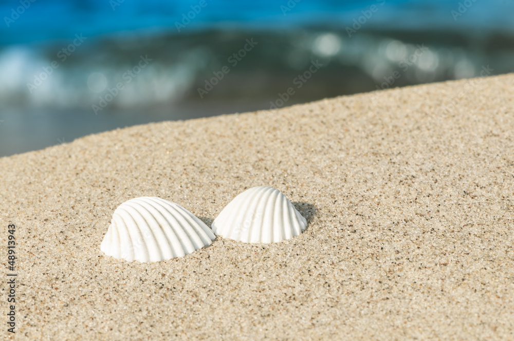 Zwei weiße Herzmuscheln am Sandstrand, Urlaubszeit Zwei weiße Herzmuscheln am Sandstrand, Urlaubszeit