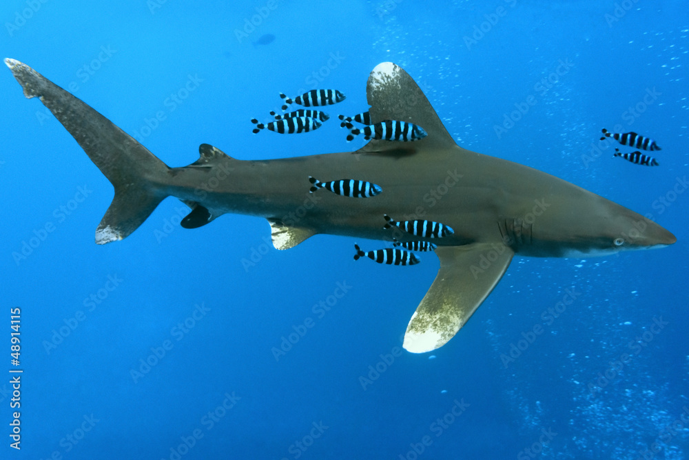 Fototapeta premium Oceanic White Tip shark - longimanus in the Red Sea