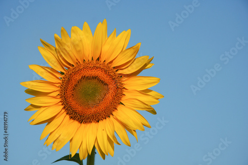 Sunflower  Thailand