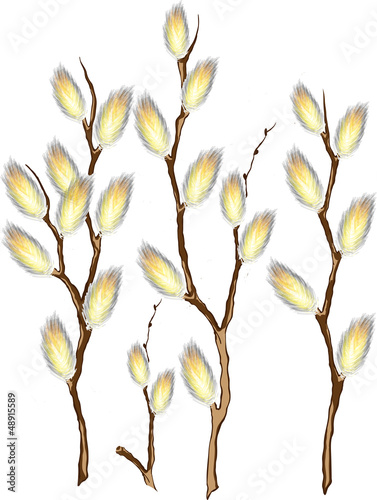 Pussy willow branches