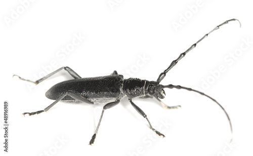 Capricorn beetle, Cerambyx scopolii isolated on white background