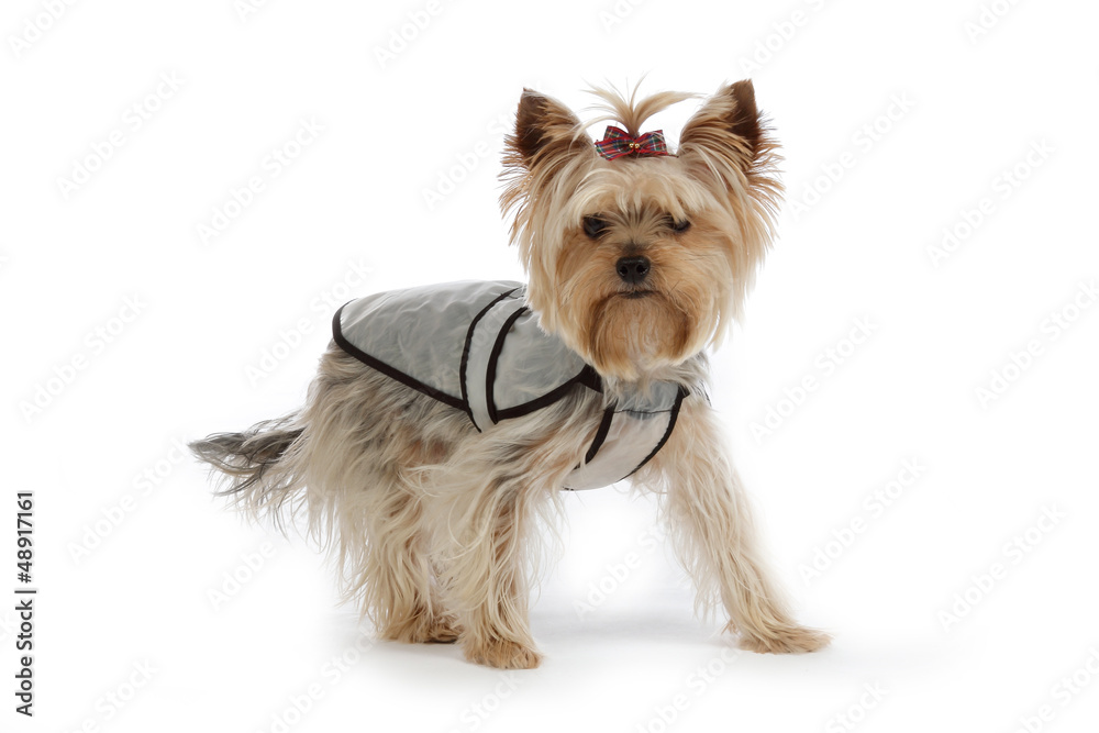chien Yorkshire avec imperméable chien Yorkshire avec imperméable