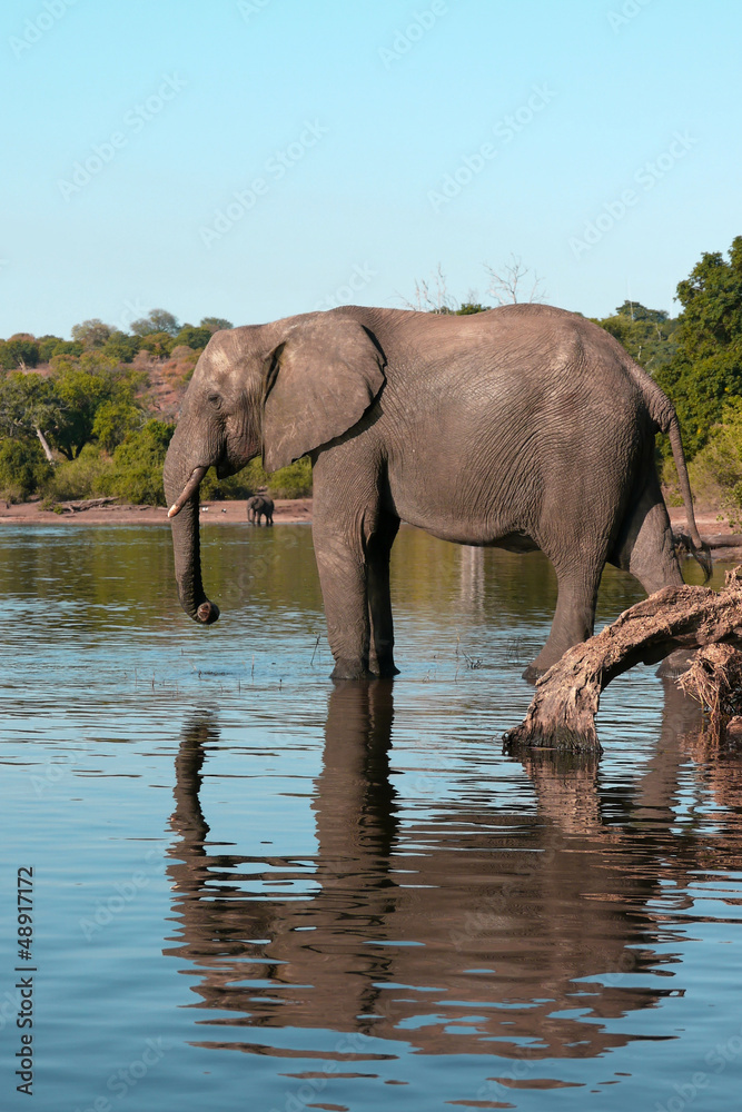 Fototapeta premium Chobe river elephant