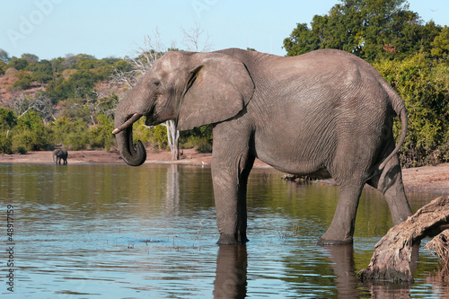 Chobe river elephant