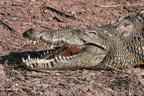 Chobe river crocodile © morreeuw