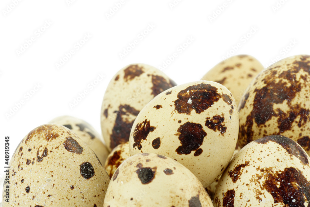 Obraz premium Jajka przepiórcze
