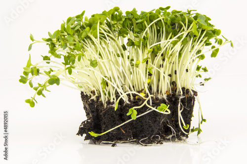 mustard and cress roots and stems