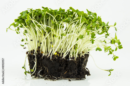 mustard and cress roots and stems