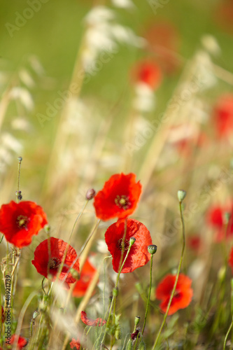 Field of poppies © ZoomTeam
