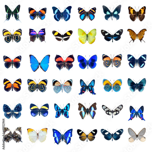 Collection de papillons sur fond blanc en haute définition