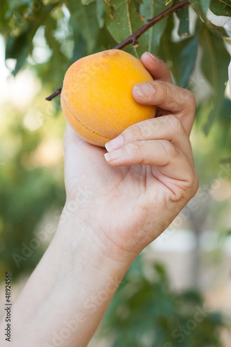 Woman harvesting peach on tree
