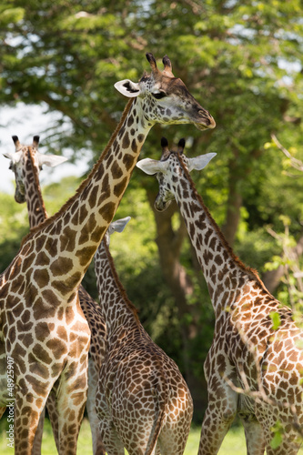 Giraffe herd in Africa, Zambia