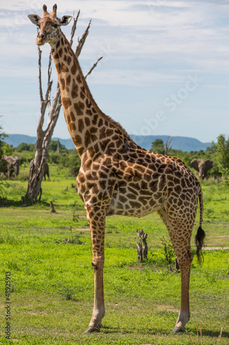 Giraffe in Africa  Zambia