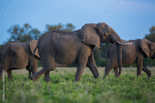 Elephant herd in Zambia  Africa safari