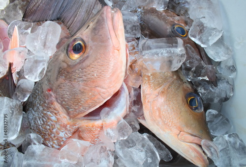 Group of fresh cubera snappers on ice photo