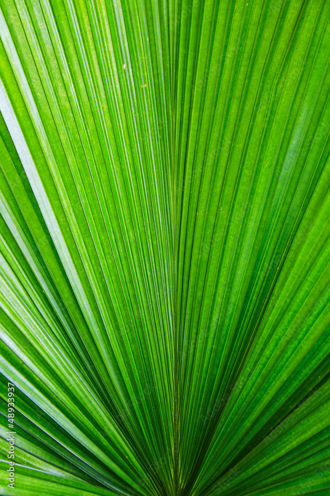 close up of fresh green leaf texture close up of fresh green leaf texture