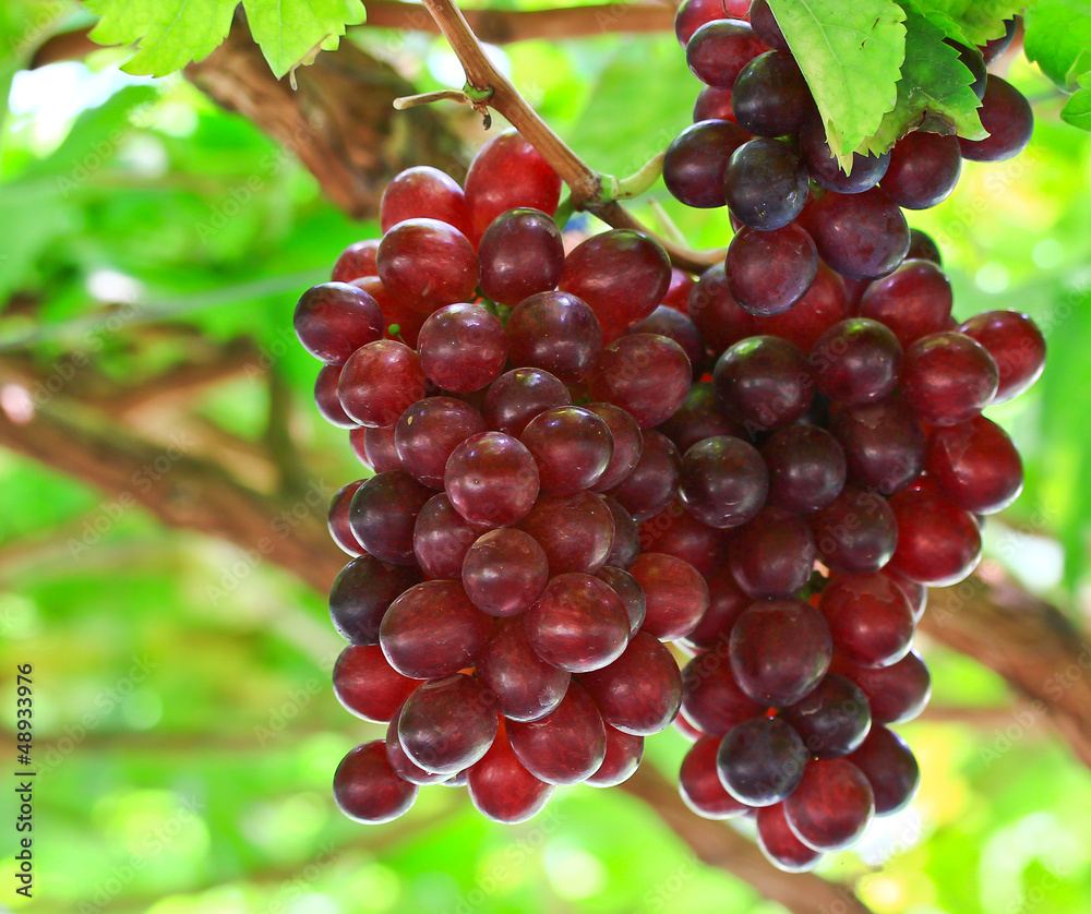 Fototapeta premium Red grapes