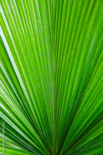 close up of fresh green leaf texture