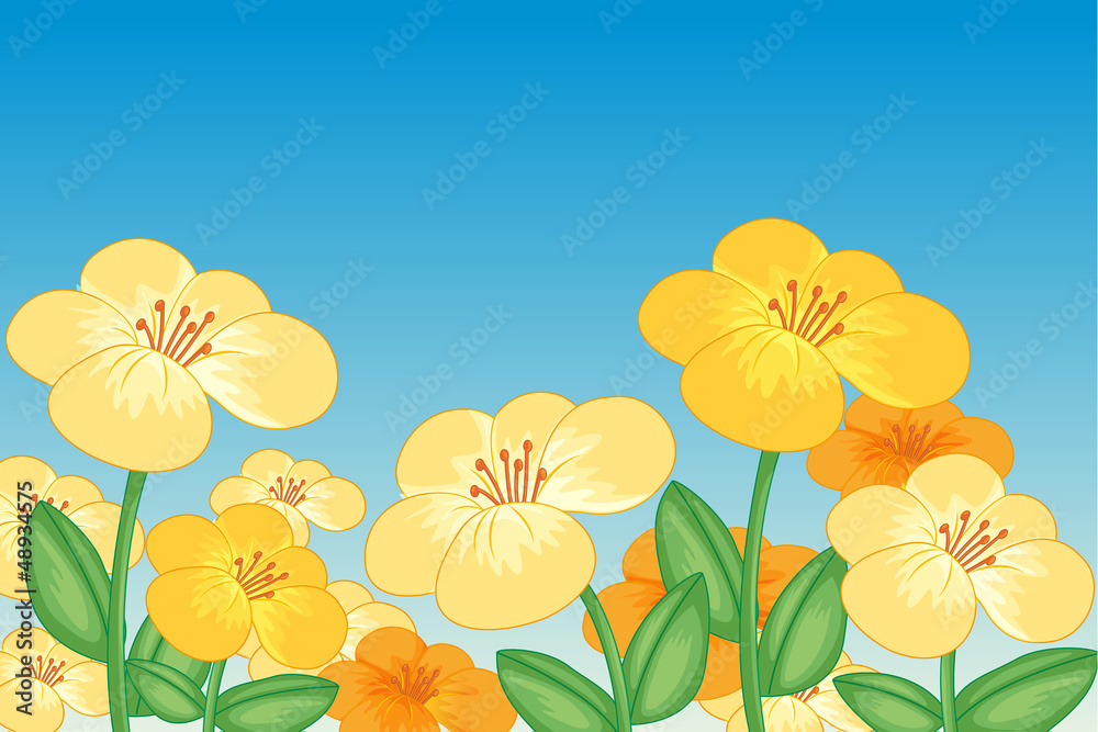 Beautiful flowers Beautiful flowers