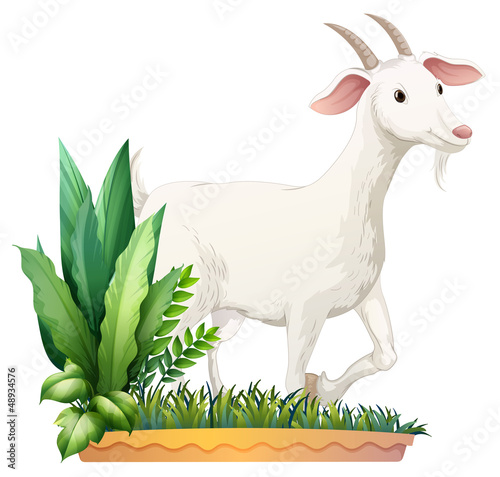 A white goat