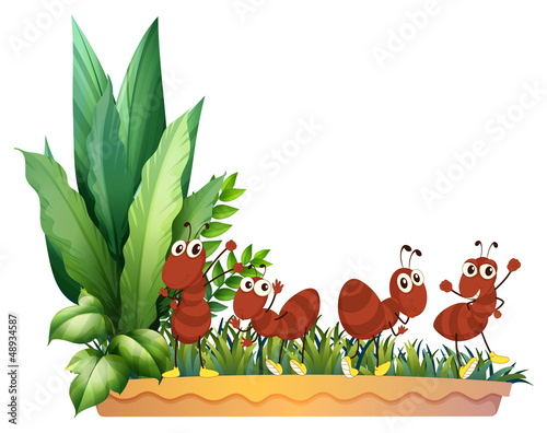 The four ants