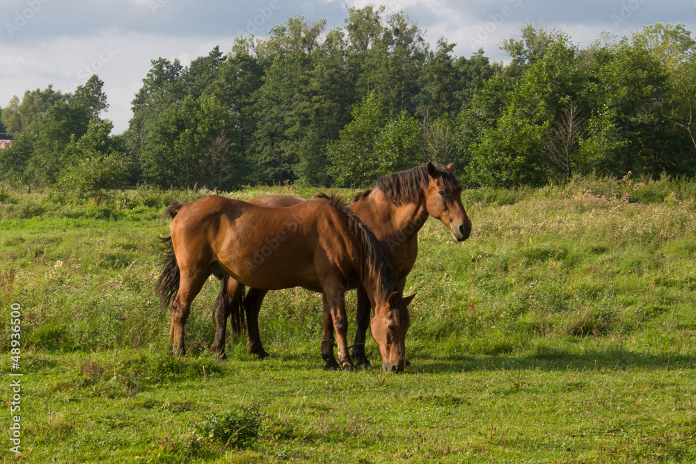 two brown horses