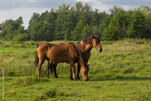 two brown horses © Khrystyna Pochynok