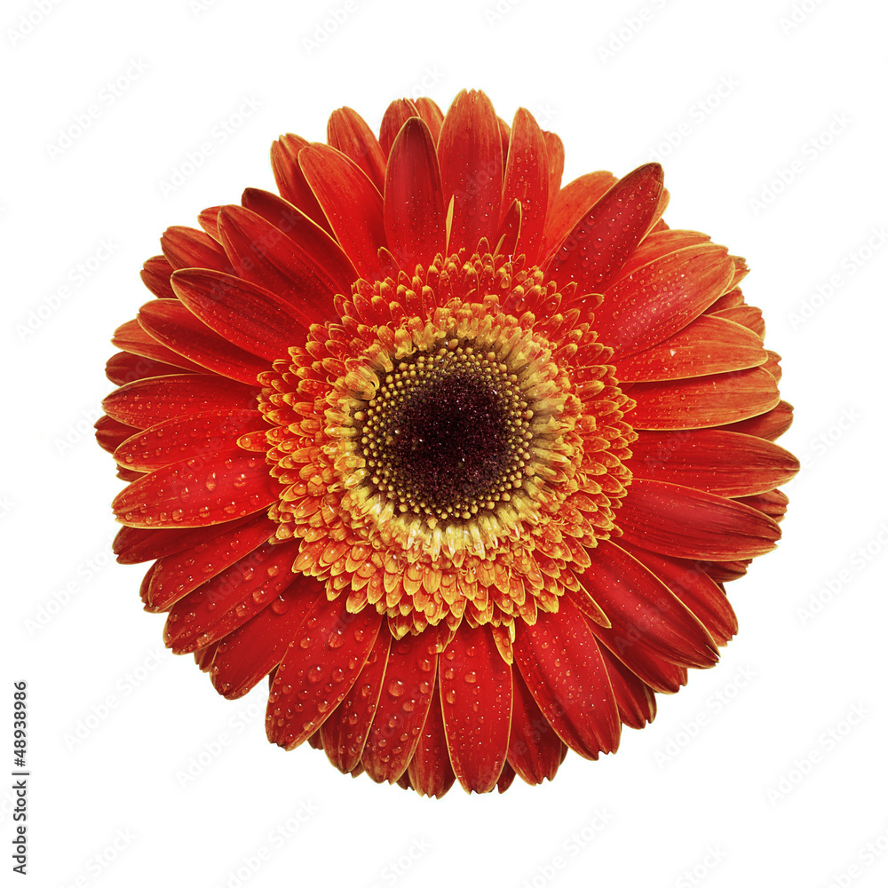 Gerbera isolated on white