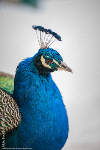 Pfau photo