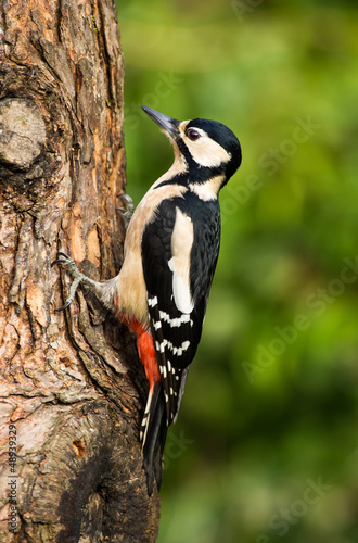 Great Spotted Woodpecker (Dendrocopos major) © S.R.Miller