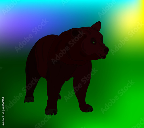 Vector bear