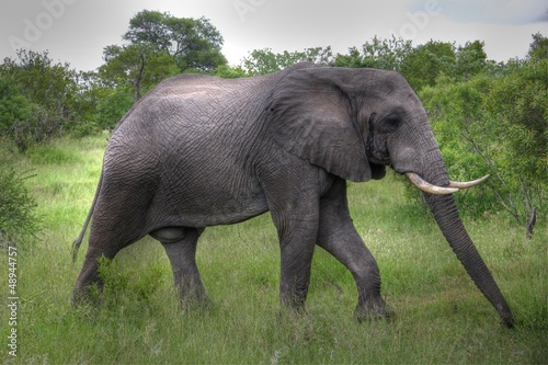 Elephant walking through the bush